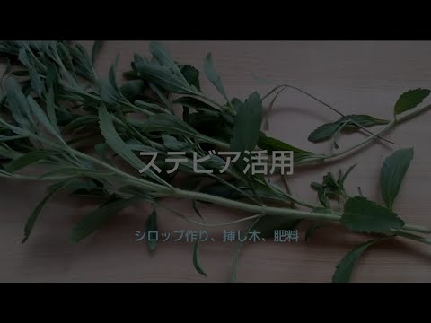 ステビア、甘いハーブ 植物