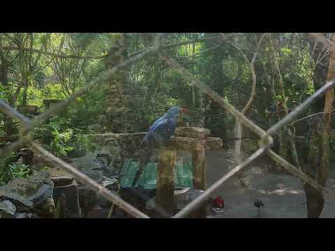 Así es Guirá Oga en Misiones Excursión al refugio de animales rescatados