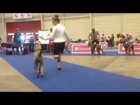 EDS 2013 Geneve - Afrodite - 1° VP Puppy Class + Best Puppy + Finalist on BIS Puppy (vi