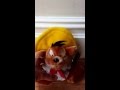 Speedy Gonzales Talking Soft Plush Toy From 2002