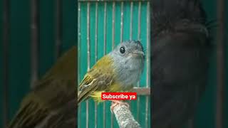 Download lagu SIKATAN ABU ABU #MASTERAN HANDAL mp3