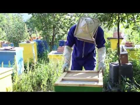 [GAL Valea Racovei] Alex Gache - Apicultor, comuna Pușcași