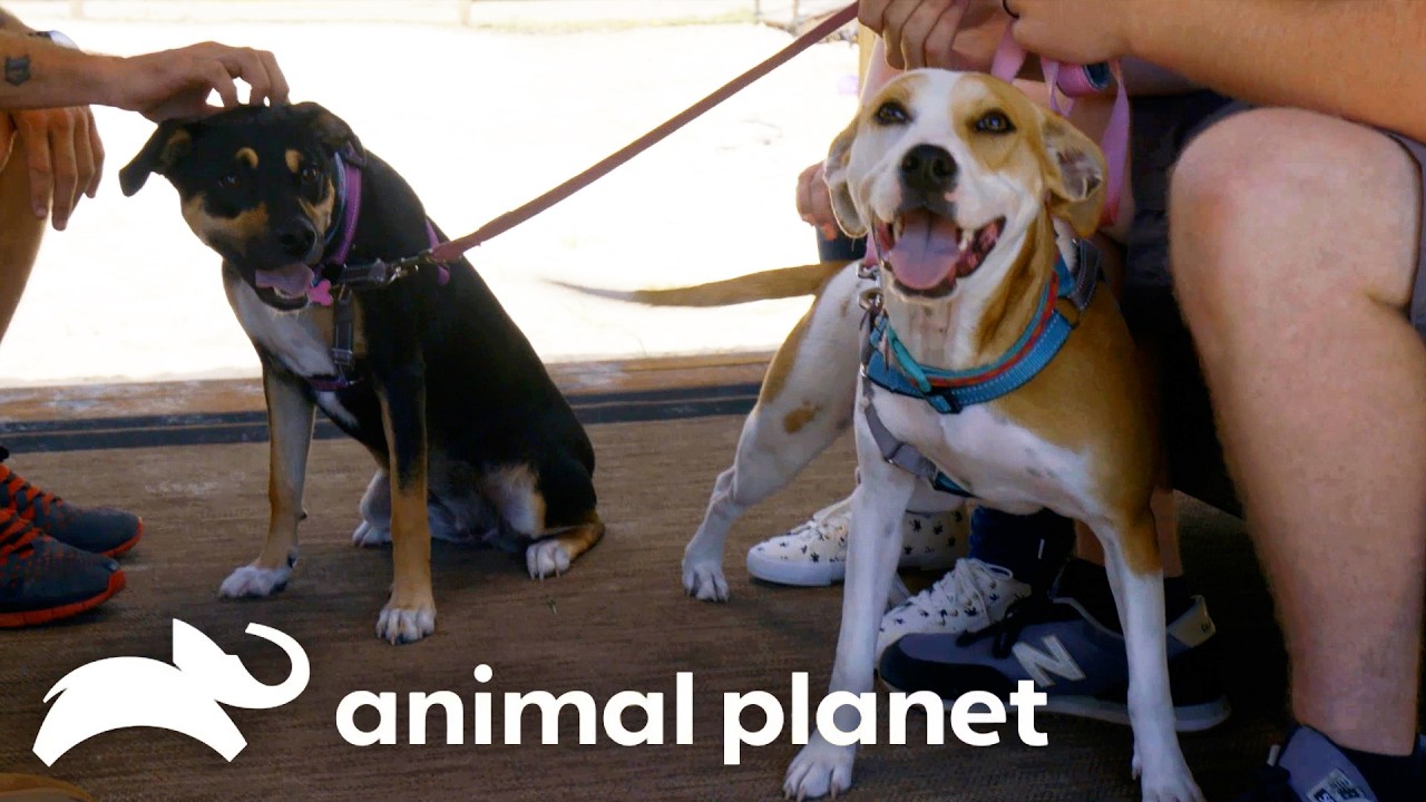 Two Army Pups Looking for a New Recruit! | Pit Bulls and Parolees | Animal Planet