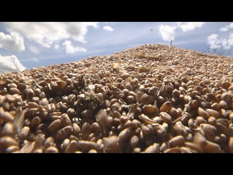 На Гомельшчыне намалочана амаль 200.000 тон зерня видео