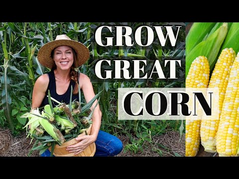 9 Tips for Growing Corn at Home 🌽🌽🌽