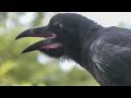 Jungle crow (Corvus macrorhynchos)