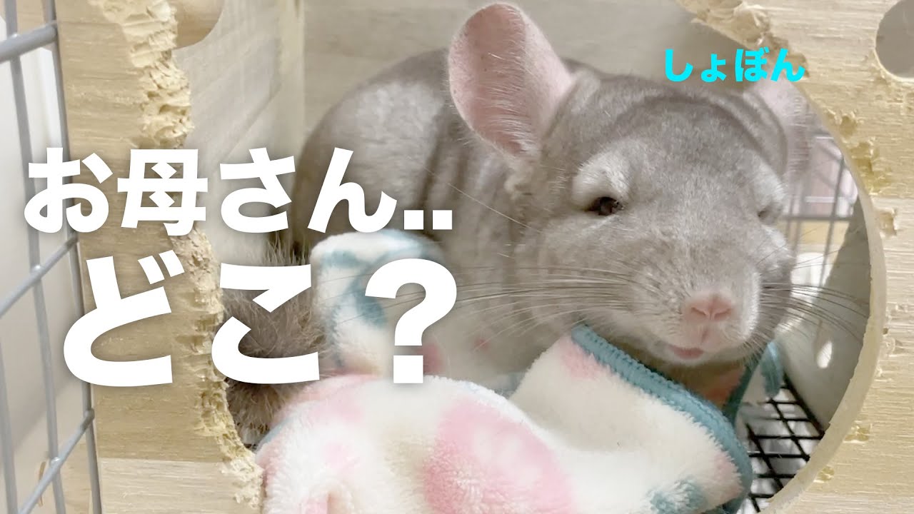 【尊い】いつも元気なチンチラも寂しい時はこうなります　チンチラ Chinchilla