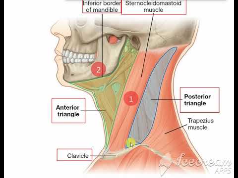 Anterior triangle of neck
