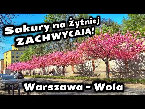Sakury na Żytniej ZACHWYCAJĄ! 🌸 Różowe Drzewa przy Murze Cmentarza | Wola, Warszawa Wiosna 2025