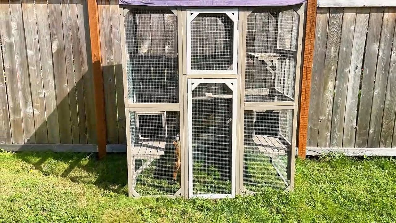 Cat Video 2