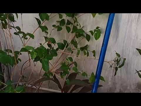 test video 4k meizu m8 120 fps