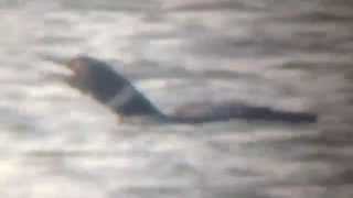 preview picture of video 'Common Loon (Gavia immer)'