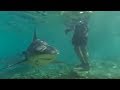Swimming With Bull Sharks CAUTION Smart Sharks BBC Earth