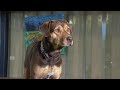 How Malnourished Dog Became Star Of A Dog S Way Home