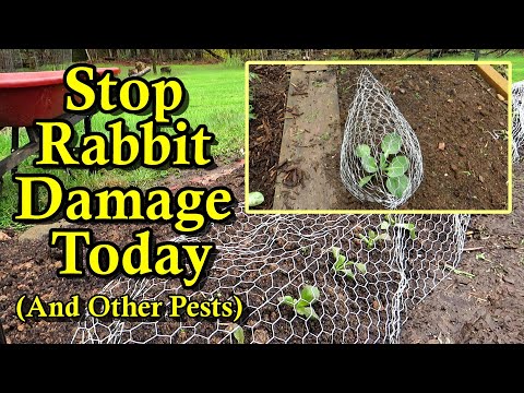 How to Protect Your Garden Plants from Rabbits, Birds, Deer & Chewing Worms Without Chemicals