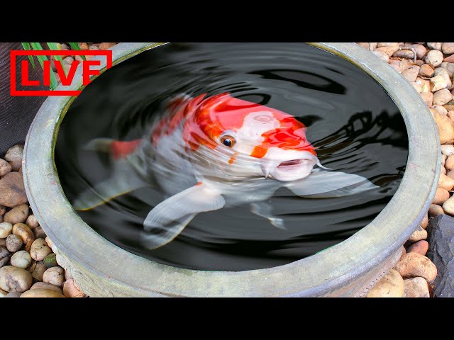Mini Tropical Fish Pond Live Stream!