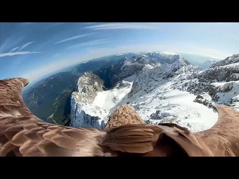 Einzigartige Bilder: Adler fliegt mit Kamera über die Alpen