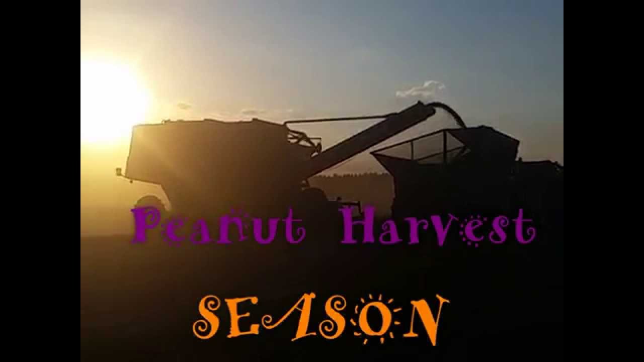 PEANUT HARVEST 2015
