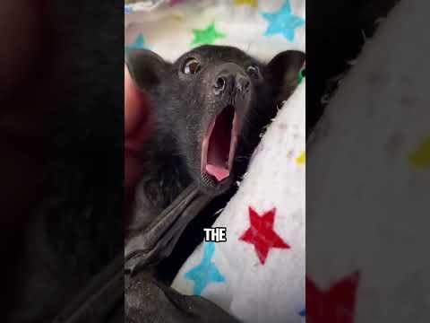 Fruit bat 🦇 🦇🖤🖤🖤 #animals #animalove #cuteanimals #cute