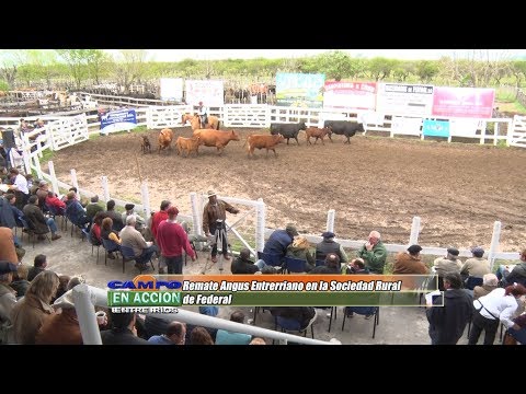 Remate Angus Entrerriano 2019 -  Estelio Sacks