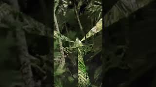 Download lagu Jurassic Express - Tarzan Boy (Extended Mix)[HD Extreme Bass Boosted] #TarzanBoy #Baltimora #AEW mp3