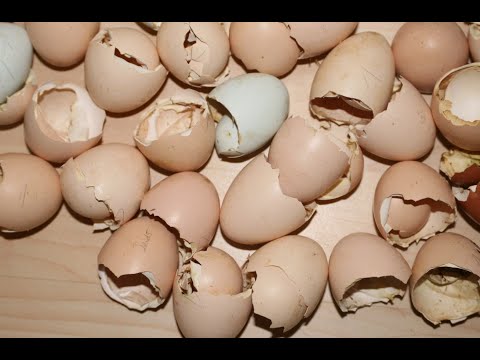 Gesunde Hühner in der Mauser