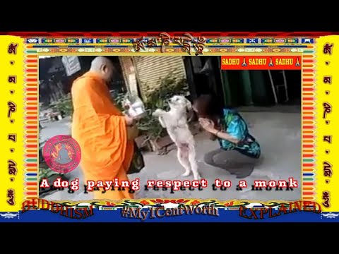 A dog paying respect to a monk