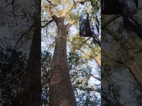 Arroyo Toledo y Arroyo Herrera, Calamuchita, Córdoba. (PARTE 2)