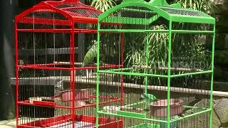 Download lagu Cucak Hijau Banyuwangi Bersuara Merdu | SI OTAN mp3