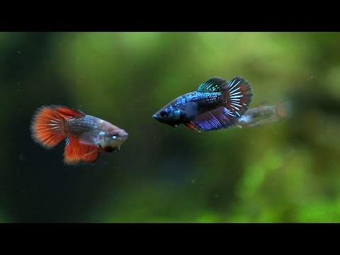 Betta fish . Betta Fry age 2 and 1,5 months.