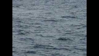 preview picture of video 'Weligama  Bay, Sri Lanka - Blue Whales (2)'