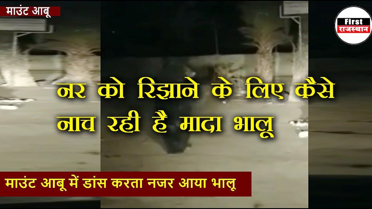 डांस करता भालू कैमरे में हुआ कैद, देखिए नर को रिझाने के लिए कैसे नाच रही है मादा भालू