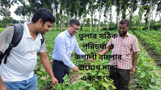 তুলার সঠিক আন্তঃপরিচর্যা এবং রুপালী বাম্পার এর সঠিক ব্যবহার