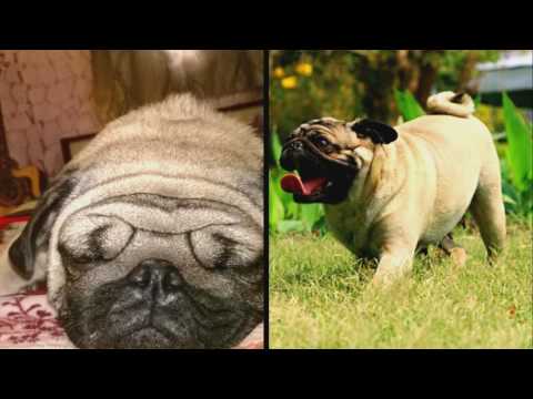 Get a dog, coz they r loyal. love u mitthi..