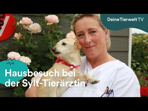 Hausbesuch bei Sylt-Tierärztin Stephanie Petersen