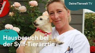 Hausbesuch bei Sylt-Tierärztin Stephanie Petersen