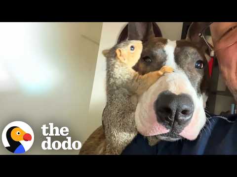 Un perro cría una ardilla y se hace amigo de toda la vida | The Dodo