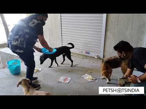 Feeding Stray Dogs & Cats | Petshotsindia | Mannie Bindra | Delhi
