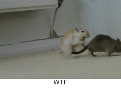 Gay gerbils