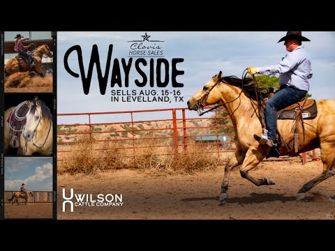 #40 Wayside - Wilson Cattle Co x Clovis Horse Sale