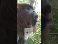 Howler Monkey | The Loudest Land Animal #quickfacts #shorts #youtubeshorts