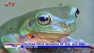Download lagu Budi Daya Katak Raup Cuan saat Pandemi, Katak Papua dan Amerika Latin Sangat Diminati #BIP 22/08 mp3