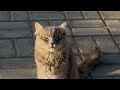 Found A Sweet Grey Cat In The Park And Gave Her A Meal MeowMeal Wildcat