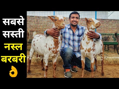 , title : 'बरबरी नस्ल में बकरी पालन की फुल जानकारी|Barbari Goat Farm Monu Qureshi Mathura'