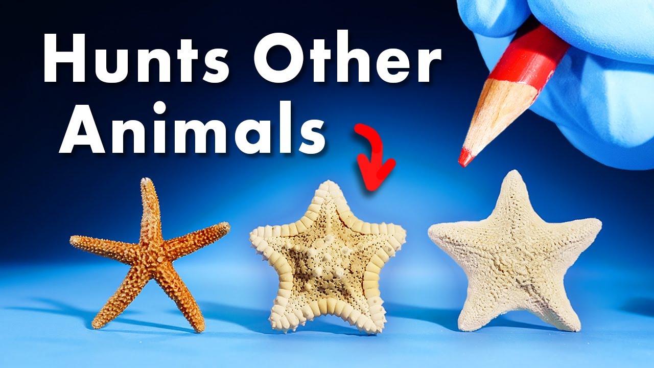 Everything You Didn't Know About Starfish