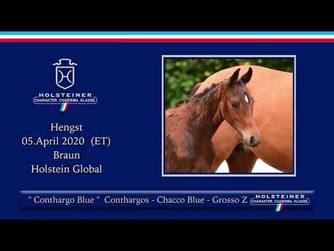 Holsteiner Elite-Fohlenauktion | Nr. 10 v. Conthargos - Chacco Blue