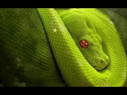 Vẻ đẹp đáng sợ của những loài rắn độc hành tinh (  - NatGeo Tiếng Việt)