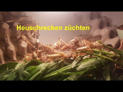 Heuschrecken züchten - Wanderheuschrecken & Wüstenheuschrecken erfolgreich vermehren