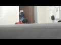 Temper Tantrum Girl In High School Hallways