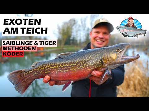 Saiblinge & Exoten am Forellensee – Angeln mit Berkley PowerBait! 🐟🔥